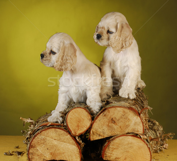 two puppies playing on wood pile Stock photo © willeecole