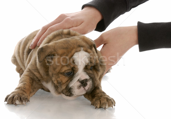 hands picking up five week old english bulldog puppy Stock photo © willeecole