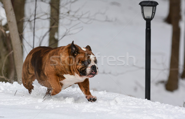 dog running in the snow Stock photo © willeecole