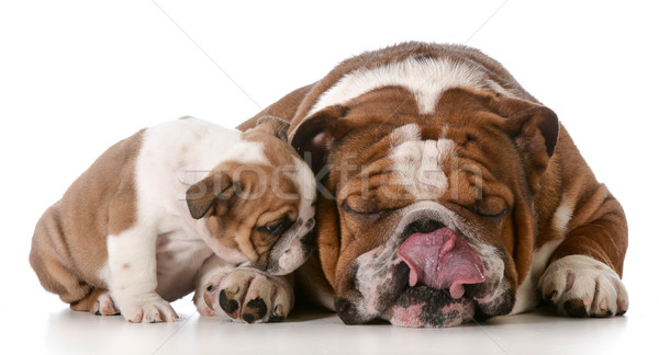 bulldog father and son Stock photo © willeecole