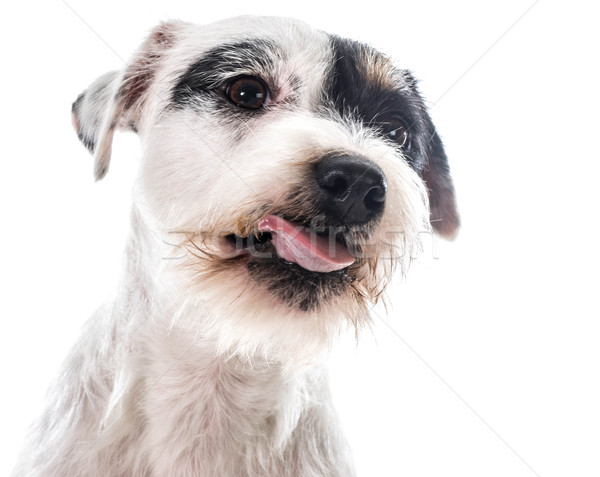 jack russel terrier Stock photo © willeecole