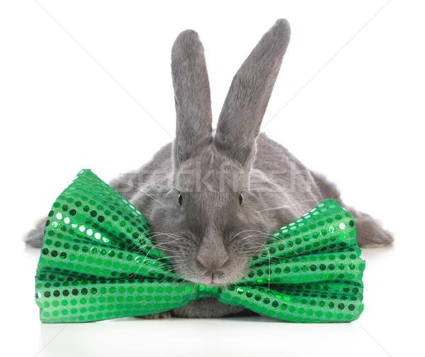 st patricks day bunny Stock photo © willeecole