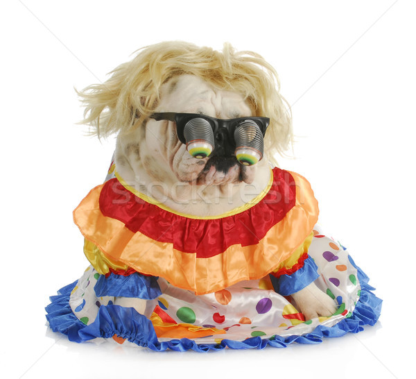 Foto stock: Perro · Inglés · bulldog · gafas