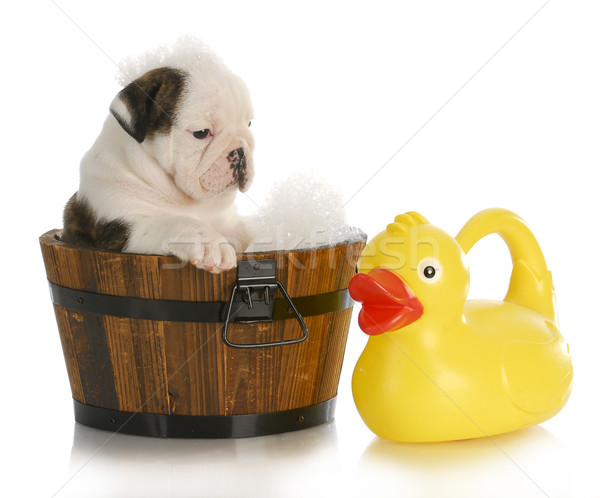 puppy bath time Stock photo © willeecole