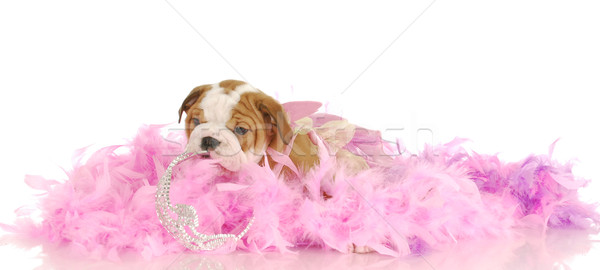 Szczeniak angielski bulldog tiara różowy Zdjęcia stock © willeecole