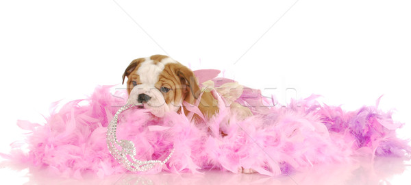 [[stock_photo]]: Chiot · anglais · bulldog · tiare · rose