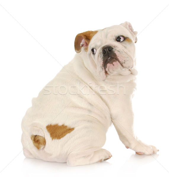 Stock foto: Erschrocken · Welpen · Englisch · Bulldogge · Angst · schauen