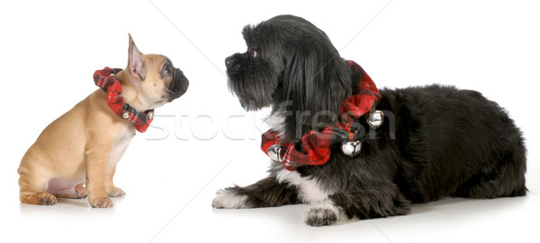 Natal cães francês buldogue cachorro olhando Foto stock © willeecole