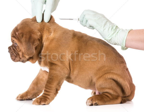 Veterinär- Pflege isoliert weiß Hund Stock foto © willeecole