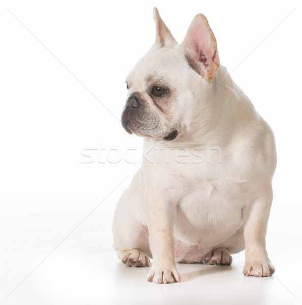 Français bulldog chiot séance blanche chien [[stock_photo]] © willeecole