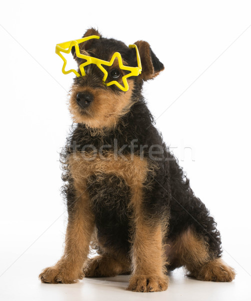 cute puppy Stock photo © willeecole