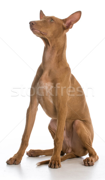 собака дуется фараон гончая печально только Сток-фото © willeecole