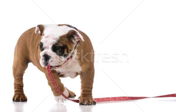 Póráz képzés kutyakölyök angol bulldog három Stock fotó © willeecole