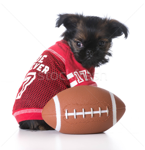 sports hound Stock photo © willeecole