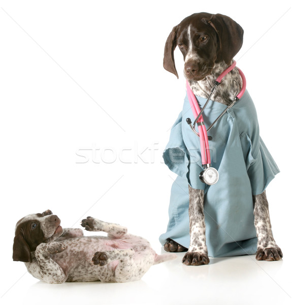 veterinary care Stock photo © willeecole