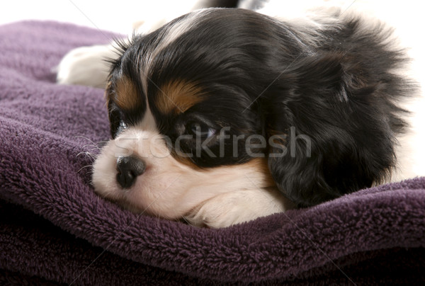 six week old tri color cavalier king charles spaniel puppy Stock photo © willeecole