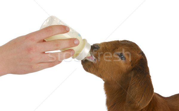 [[stock_photo]]: Bouteille · bébé · chèvre · blanche · ferme