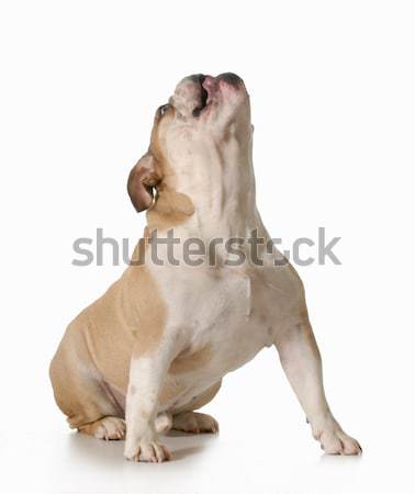 Funny Hund Englisch Bulldogge up Stock foto © willeecole