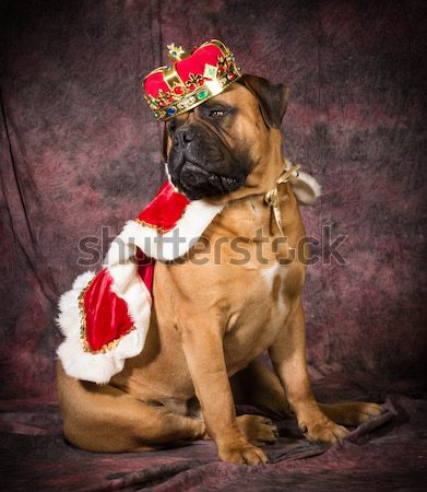 Kutya angol bulldog felfelé ahogy király Stock fotó © willeecole