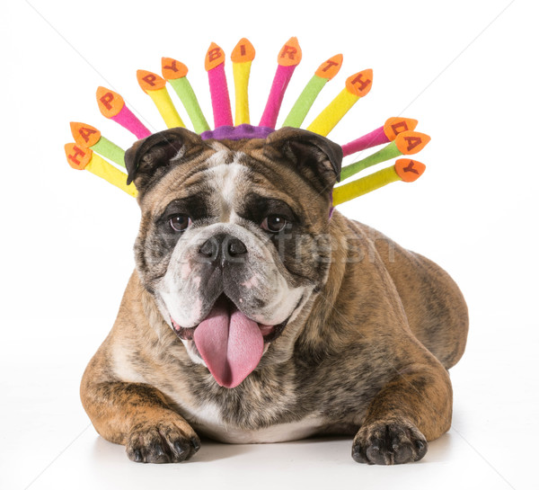 Anniversaire chien anglais bulldog joyeux anniversaire [[stock_photo]] © willeecole