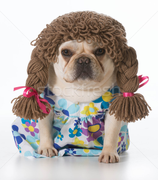 female dog Stock photo © willeecole