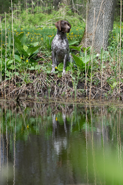 şedinţei copac pădure reflecţie animale de companie Imagine de stoc © willeecole