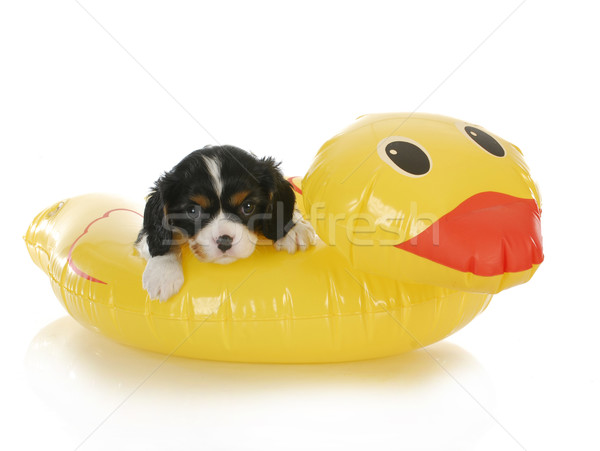 dog water safety Stock photo © willeecole