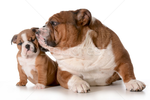 Tată fiica câine engleză buldog familie Imagine de stoc © willeecole