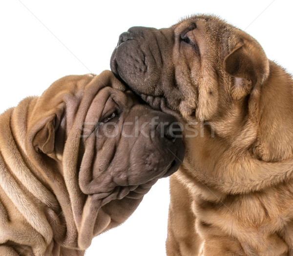 Foto stock: Cão · amor · dois · chinês · filhotes · de · cachorro