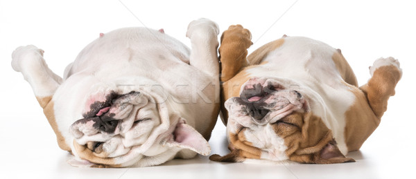 mother and daughter dog sleeping Stock photo © willeecole