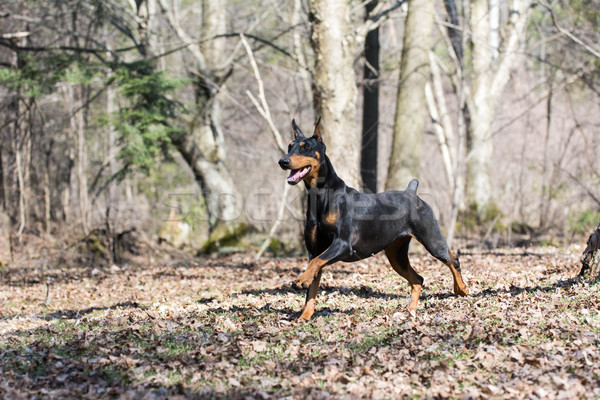 ドーベルマン犬 を実行して 森 春 犬 森林 ストックフォト © willeecole