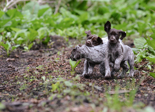 Stock photo: litter of puppies playing