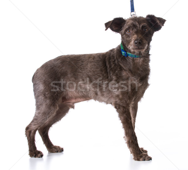 Kutya póráz vegyes fajta visel jókedv Stock fotó © willeecole
