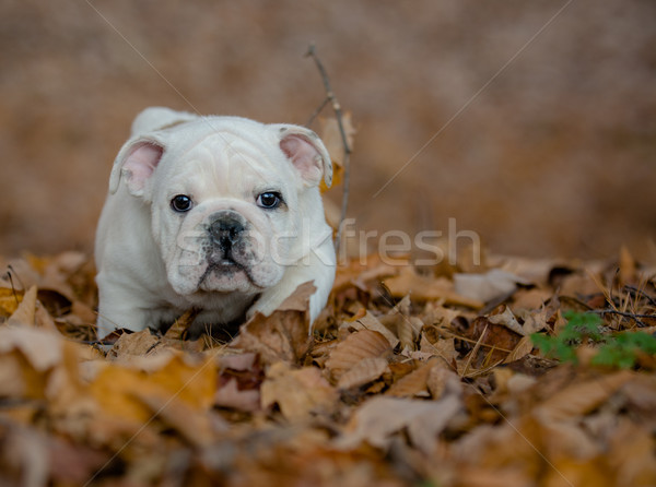 Chiot jouer à l'extérieur automne bulldog [[stock_photo]] © willeecole