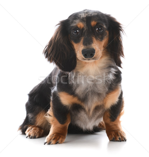 miniature dachshund sitting  Stock photo © willeecole
