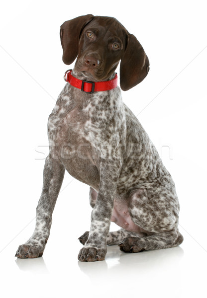german short haired pointer puppy Stock photo © willeecole