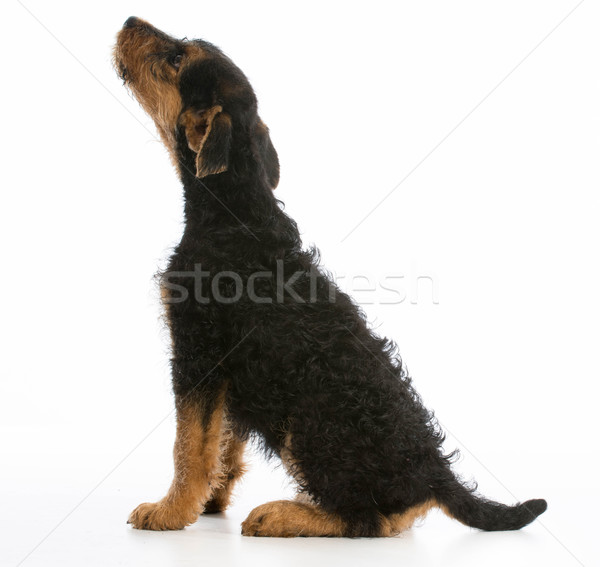 airedale terrier Stock photo © willeecole