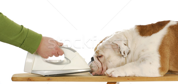 Ferro rughe fuori english bulldog faccia Foto d'archivio © willeecole