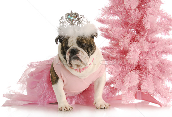 Hund Englisch Bulldogge wie Prinzessin rosa Stock foto © willeecole
