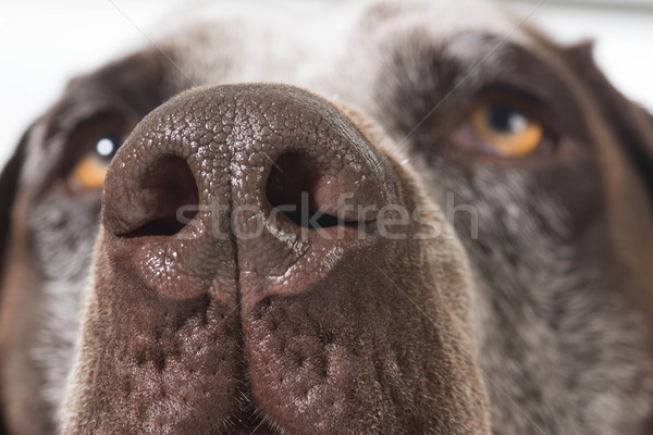 Câine nas faţă portret singur Imagine de stoc © willeecole