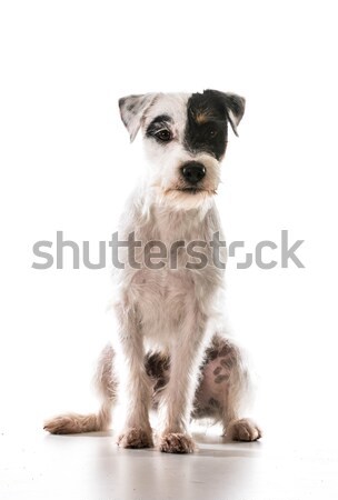 jack russel terrier Stock photo © willeecole