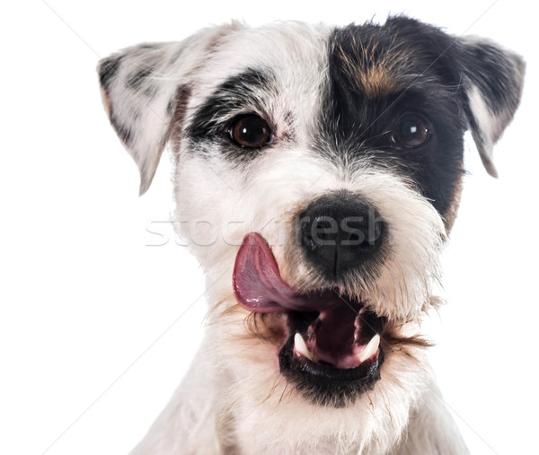 Terier usta portret biały studio domowych Zdjęcia stock © willeecole