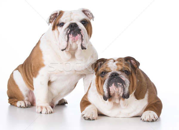 Deux chiens père en fils père blanche animaux [[stock_photo]] © willeecole