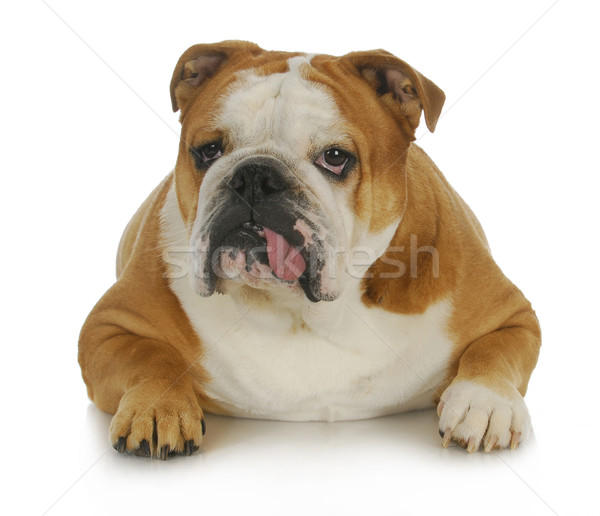 уродливые собака английский бульдог языком из Сток-фото © willeecole