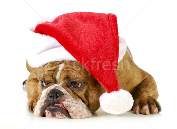 santa dog Stock photo © willeecole