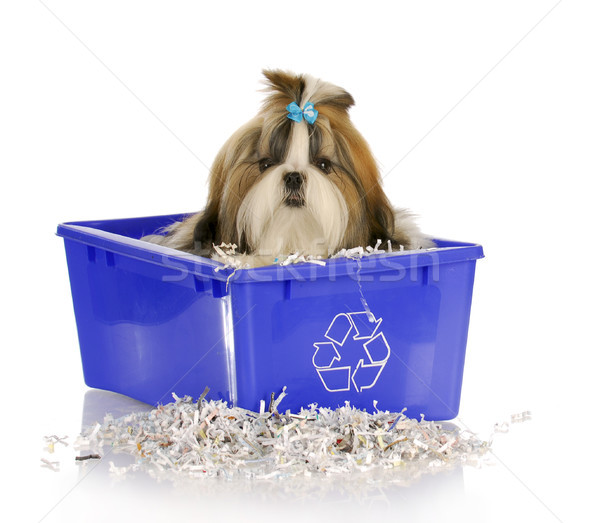 puppy in recycle bin Stock photo © willeecole