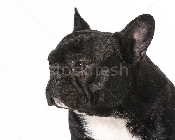 Francia bulldog portré egyéves férfi kutya Stock fotó © willeecole