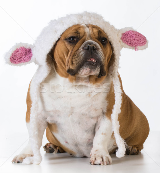 Chien comme agneau anglais bulldog [[stock_photo]] © willeecole