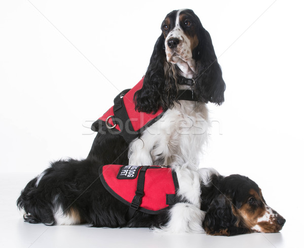 Servizio cani due english indossare corpo Foto d'archivio © willeecole