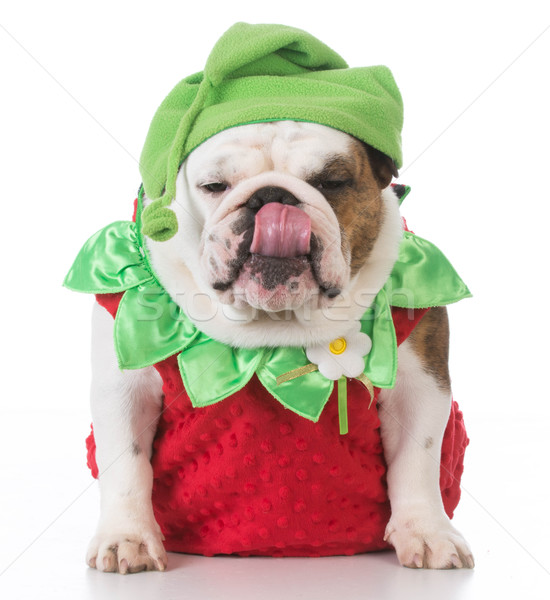dog wearing strawberry costume Stock photo © willeecole